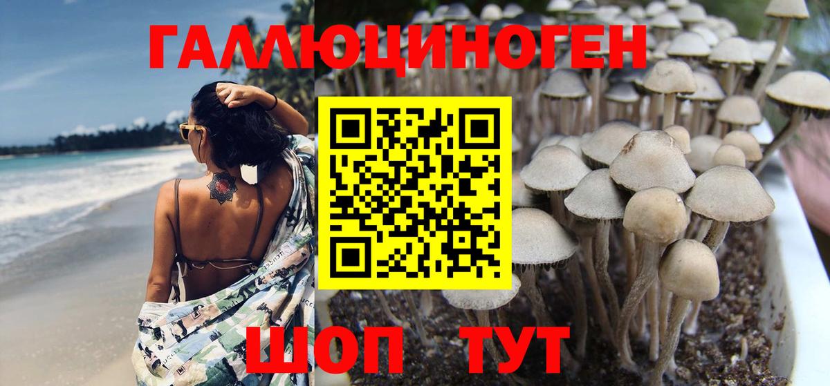 как найти наркотики  Галлюциногенные грибы MAGIC MUSHROOMS  Усть-Джегута  Вход с VPN  Галлюциногенные грибы Psilocybine cubensis 
